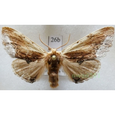 Ptilodon cucullina (Denis & Schiffermüller, 1775) Czech26bn